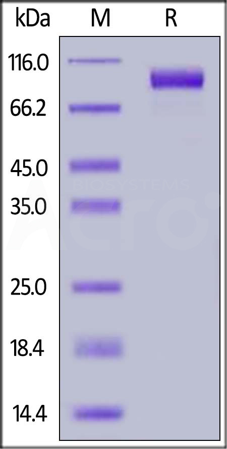 EGF R SDS-PAGE