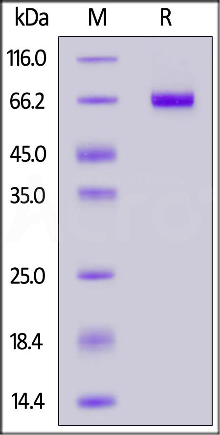 Biotinylated Human EphB4, His Tag, primary amine labeling (Cat. No. EP4-H8229) SDS-PAGE gel