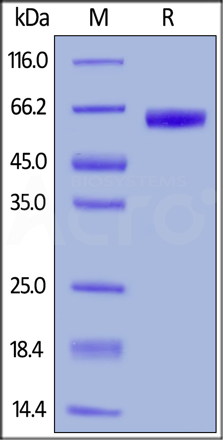 EpCAM SDS-PAGE