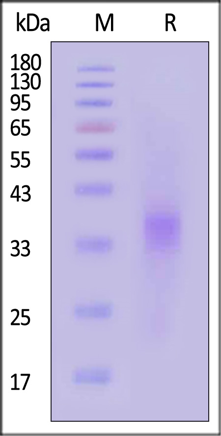 EpCAM SDS-PAGE