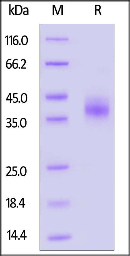 EpCAM SDS-PAGE