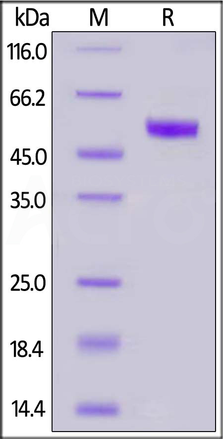 Ephrin-B2 SDS-PAGE