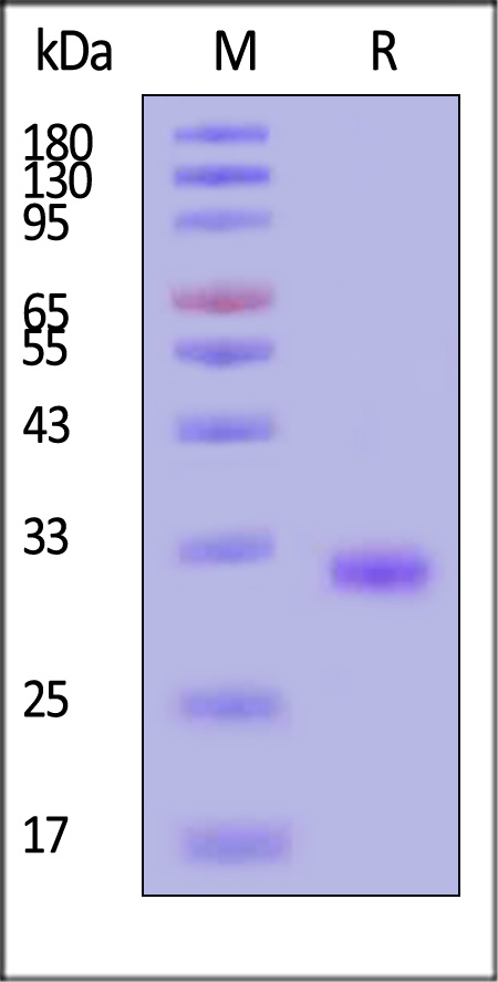 EPR-H52H4-sds