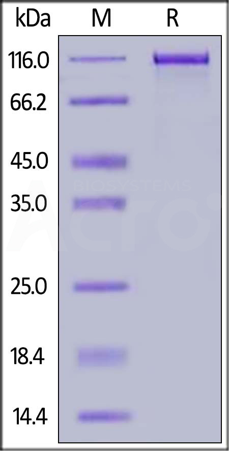 ErbB3 SDS-PAGE