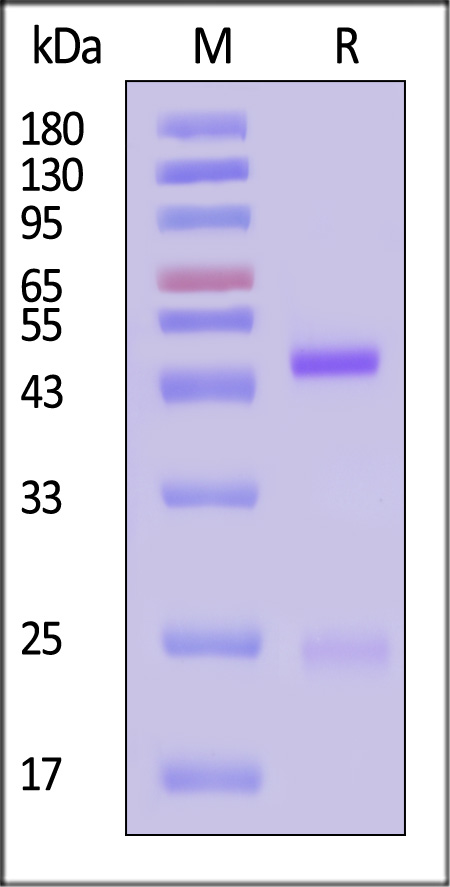 ERN-MY2062b-sds