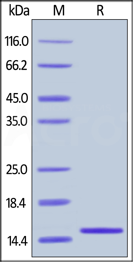 Human FABP2, His Tag (Cat. No. FA2-H5149) SDS-PAGE gel