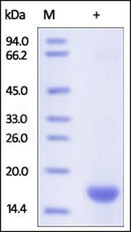 FABP5 SDS-PAGE