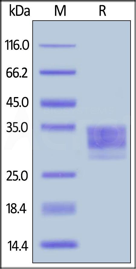 FC4-M52H3-sds