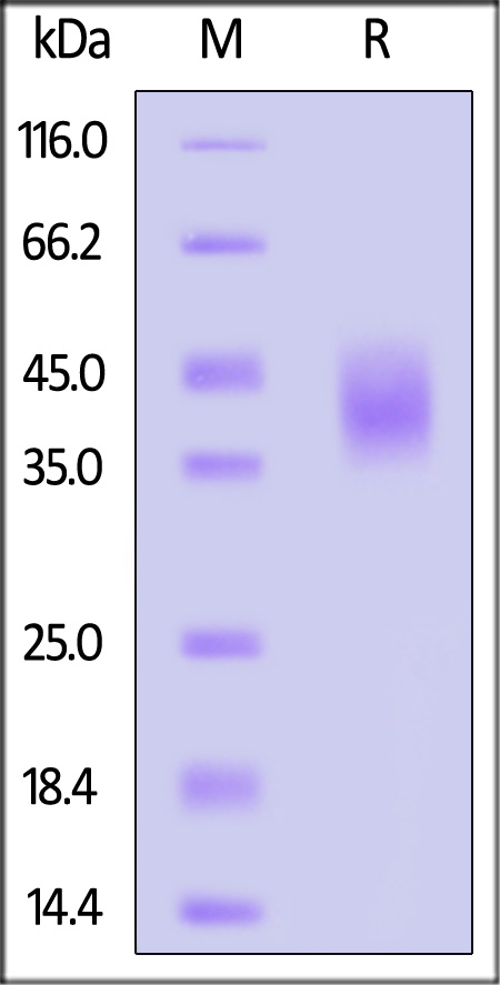 Fc gamma RI / CD64 SDS-PAGE