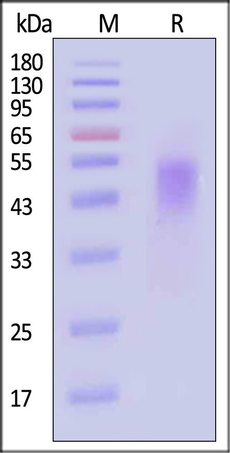 Fc epsilon RI alpha SDS-PAGE