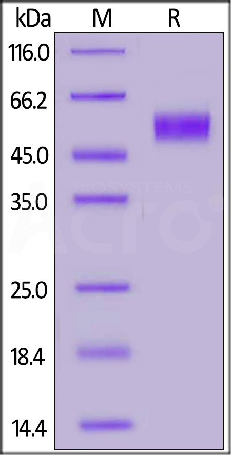 Fc gamma RI / CD64 SDS-PAGE