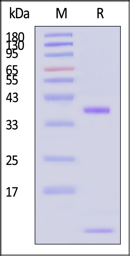 Biotinylated Human FCGRT&B2M Heterodimer Protein, His,Avitag (Cat. No. FCM-H82W7) SDS-PAGE gel