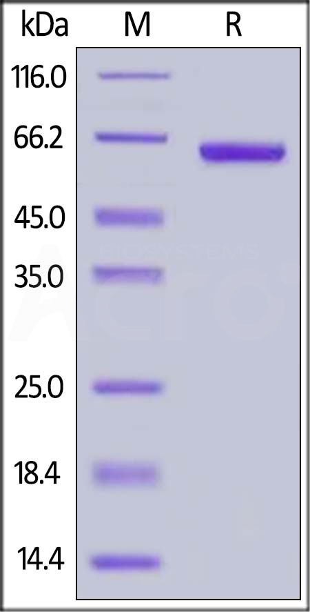 FG1-C5269-sds