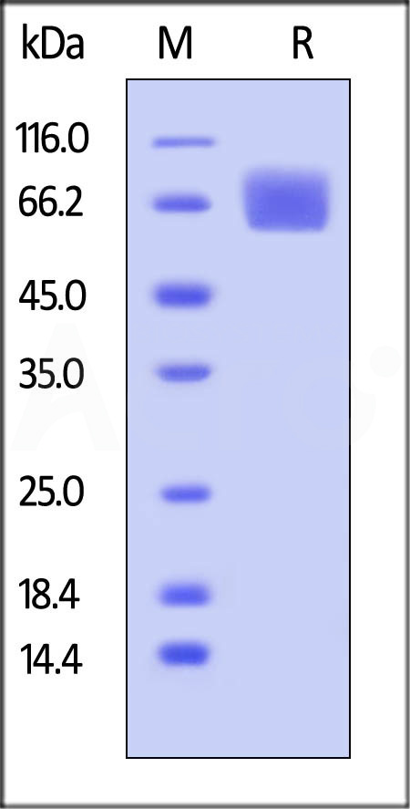 FGF R1 SDS-PAGE