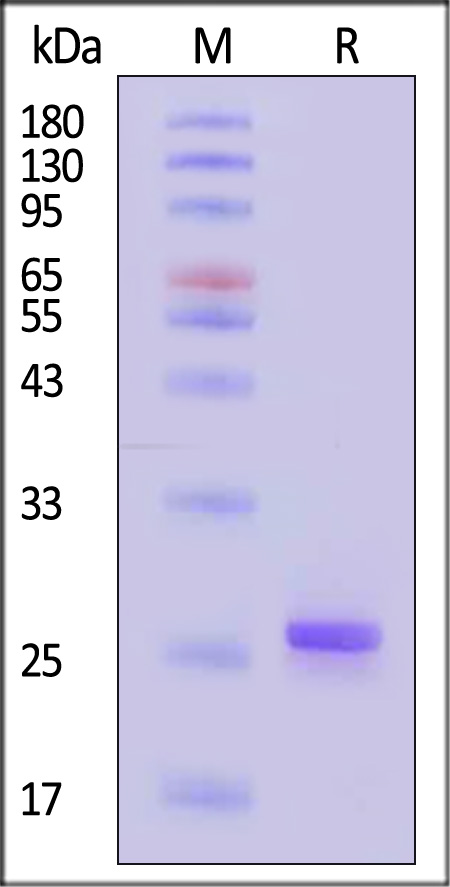 FG6-H51H3-sds