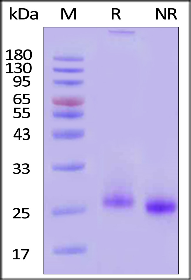 FGF-7 SDS-PAGE