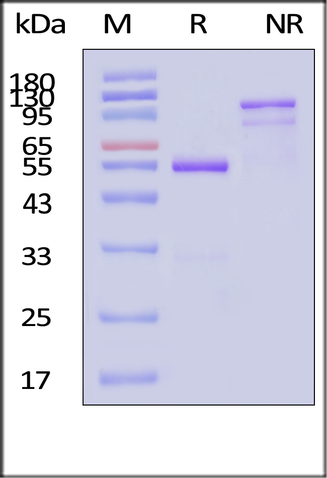 FGF-9 SDS-PAGE