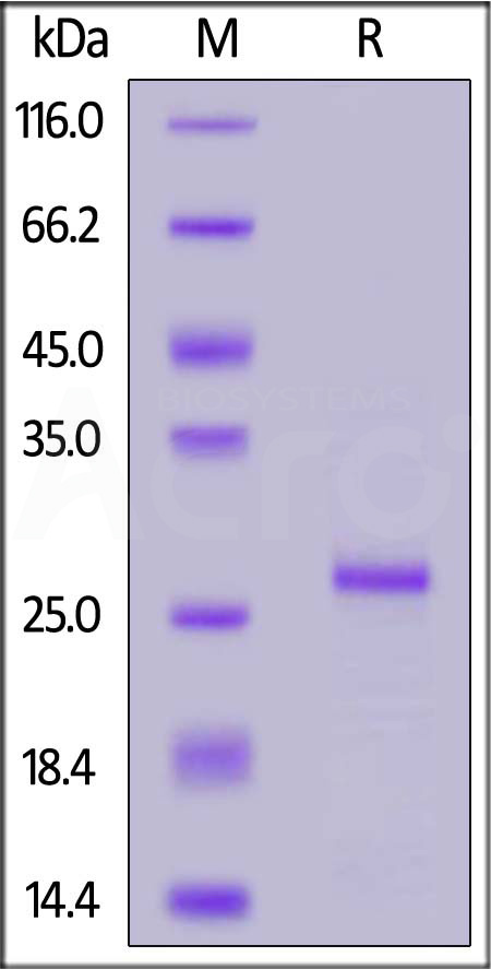 Human FGF19, His Tag (Cat. No. FG9-H51H3) SDS-PAGE gel