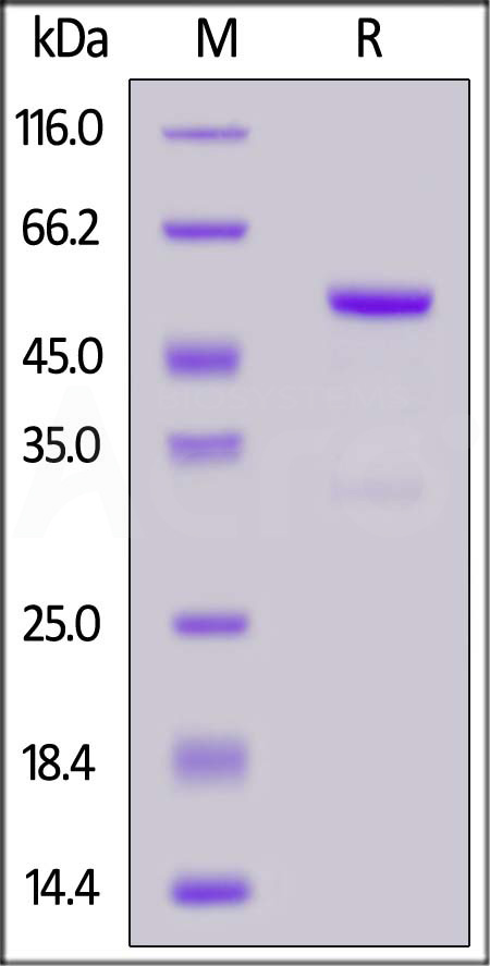 FGF19 SDS-PAGE