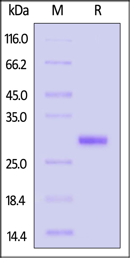 FG9-H52H3-sds