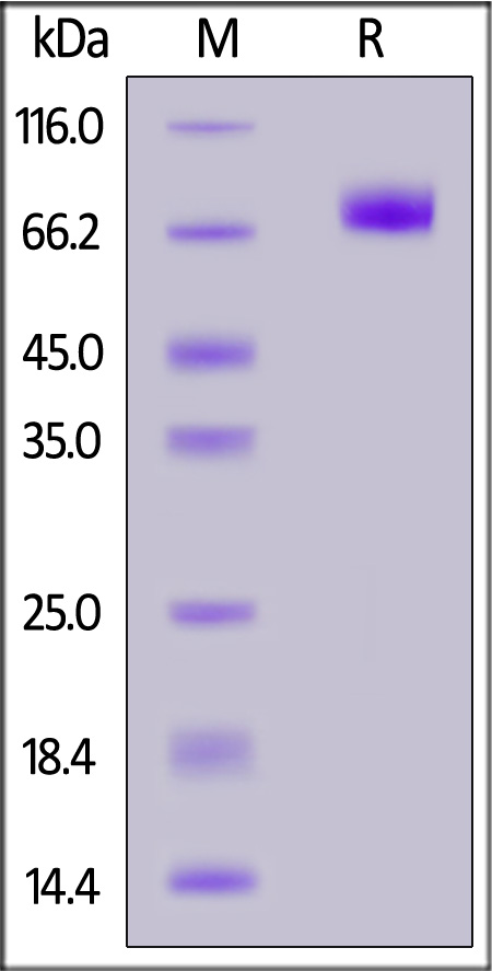 Human FGF R2 (IIIb), Fc Tag (Cat. No. FGB-H5256) SDS-PAGE gel