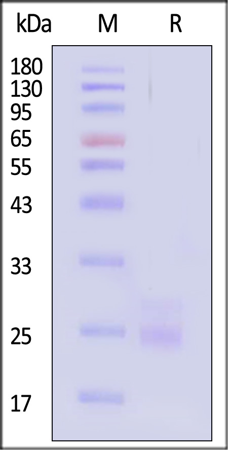 Flt-3 Ligand SDS-PAGE