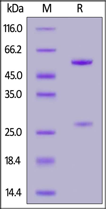 FM3-Y45A1-sds