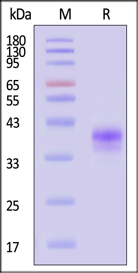 FOLR1 SDS-PAGE