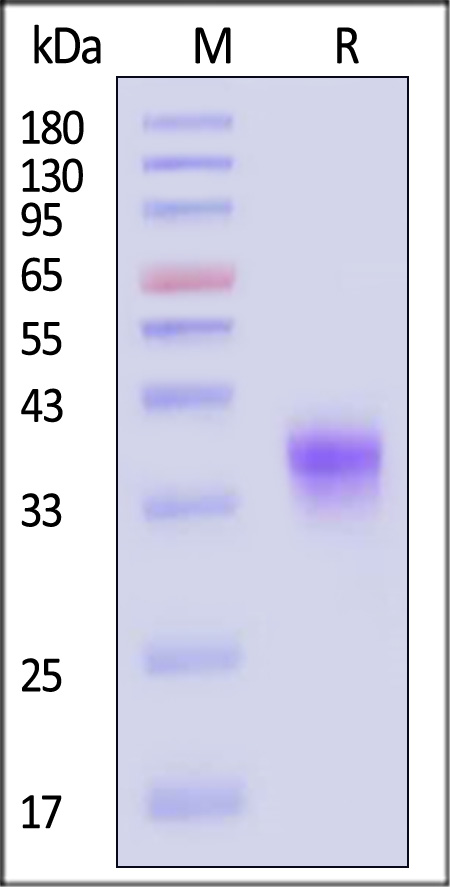 FOLR1 SDS-PAGE