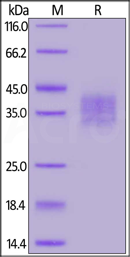 FOLR2 SDS-PAGE