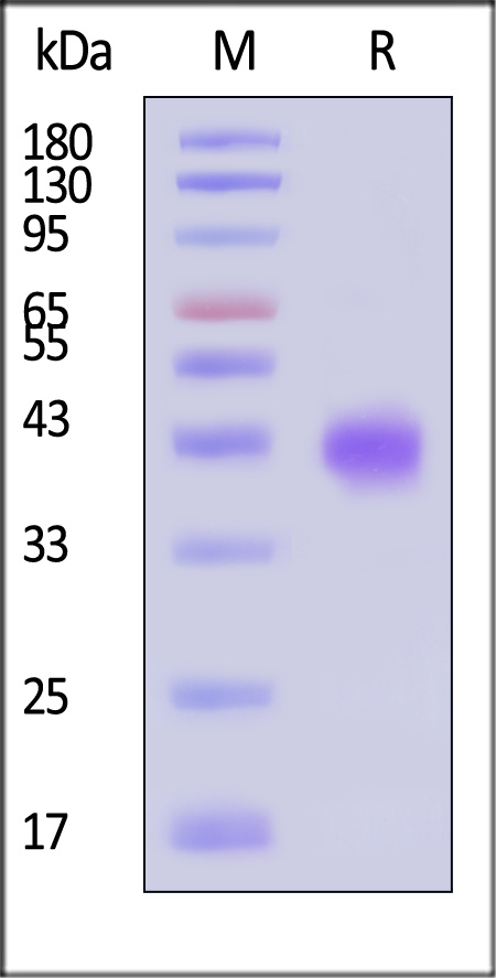 FSH alpha & beta SDS-PAGE