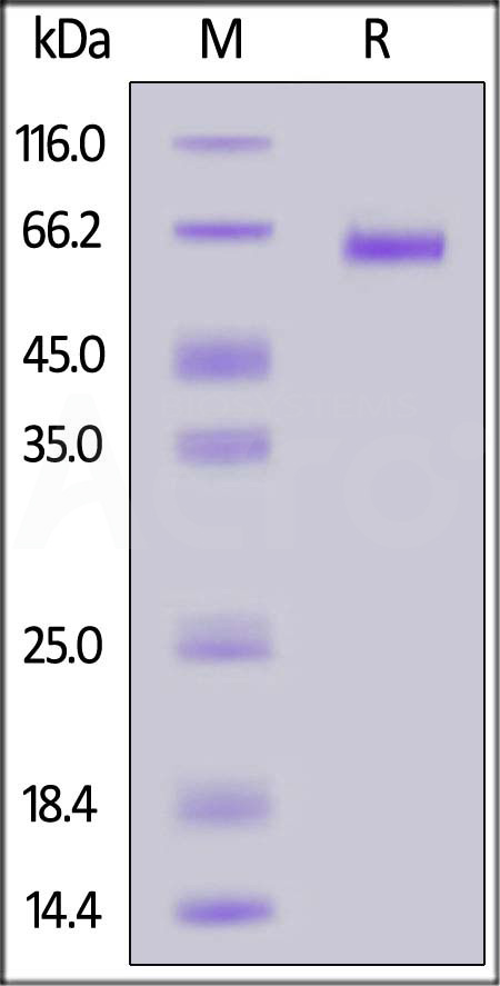 Fusion glycoprotein SDS-PAGE