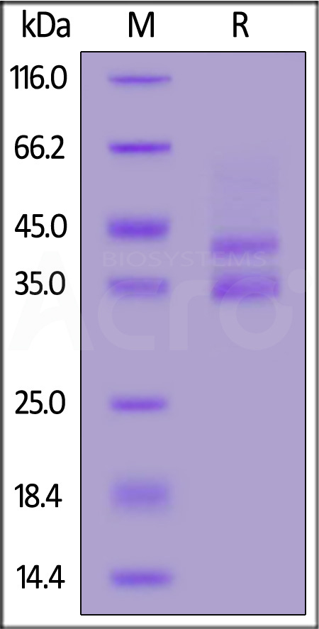 GAN-H5253-sds