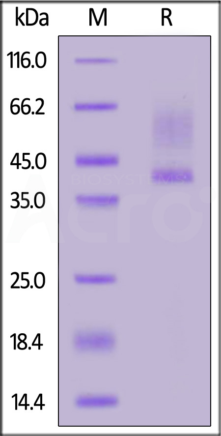 Mouse Gastrin-71 Protein, Fc tag  (Cat. No. GAN-M5253) SDS-PAGE gel