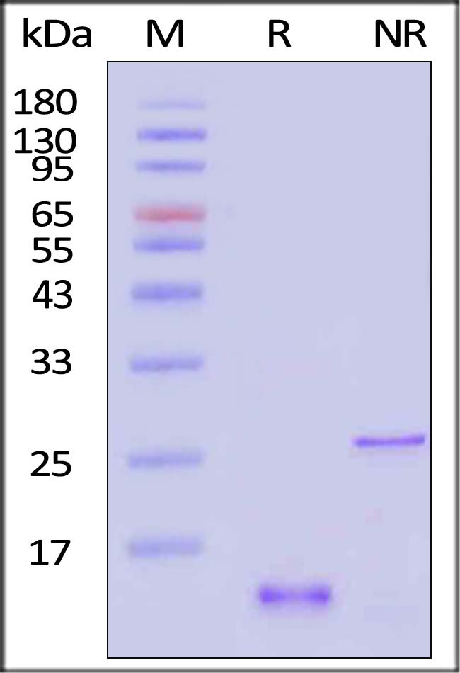 GDF-15 SDS-PAGE