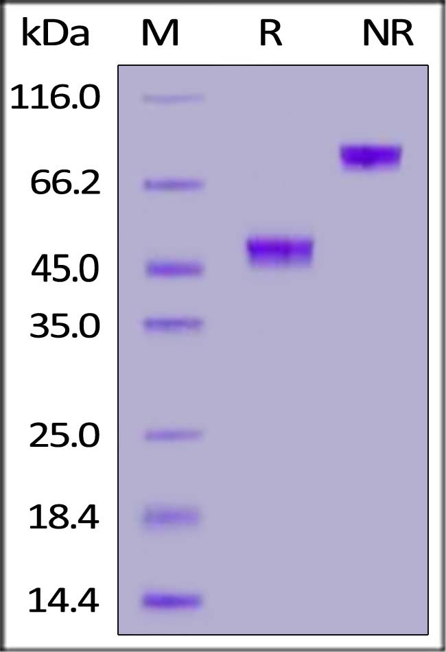 GD5-H5269-sds