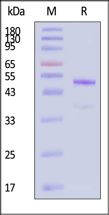 GD8-H8243-sds