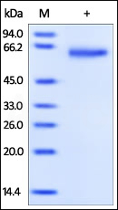 GFR alpha-1 SDS-PAGE