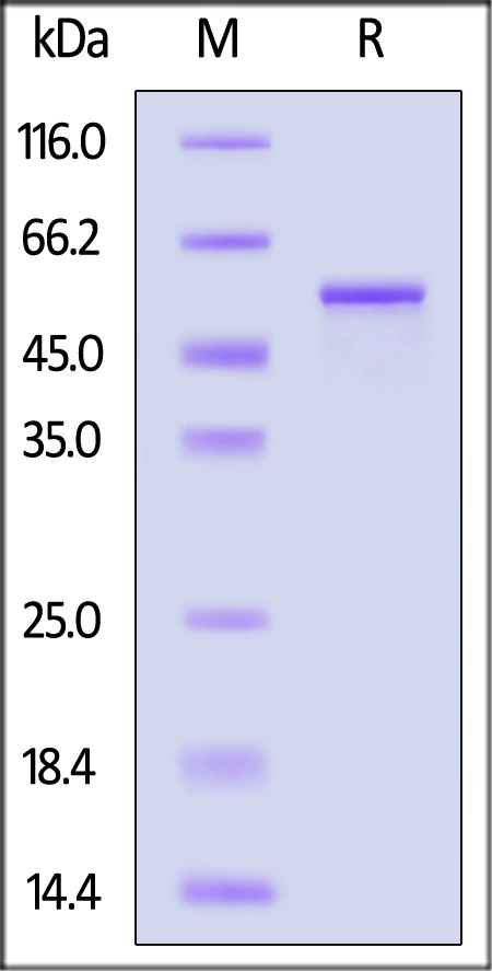 GFP-H5143-sds