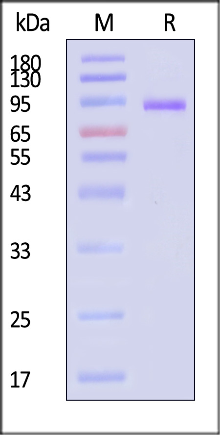 Glycoprotein H & Glycoprotein L/gH & gL (EBV) SDS-PAGE