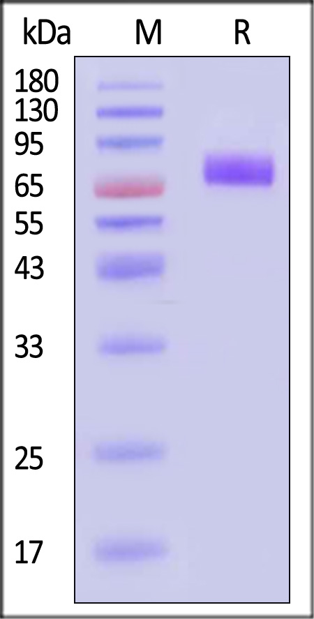 Growth Hormone R SDS-PAGE