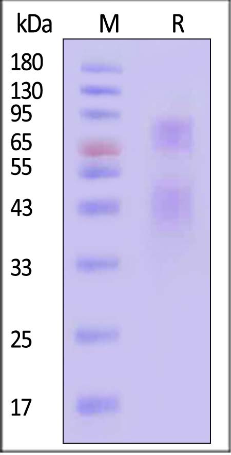 Glycoprotein I & Glycoprotein E/gI & gE (VZV) SDS-PAGE