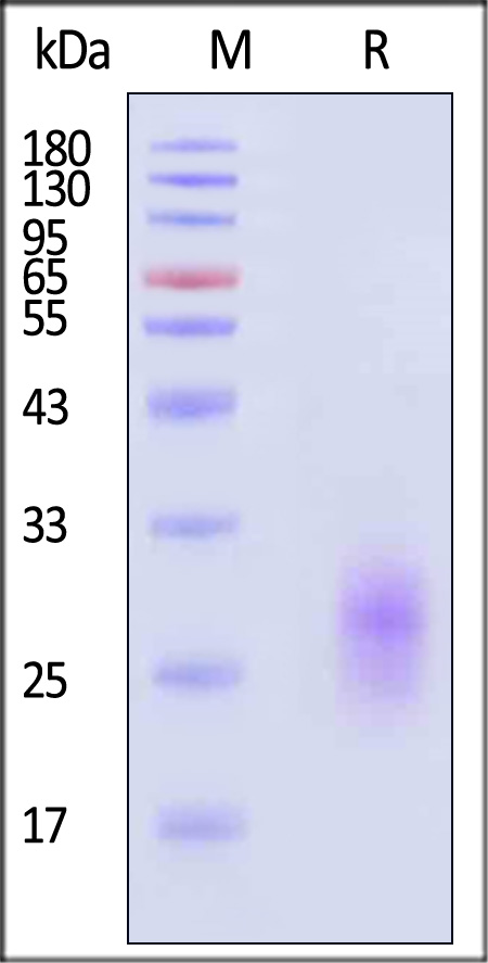 GIPR SDS-PAGE