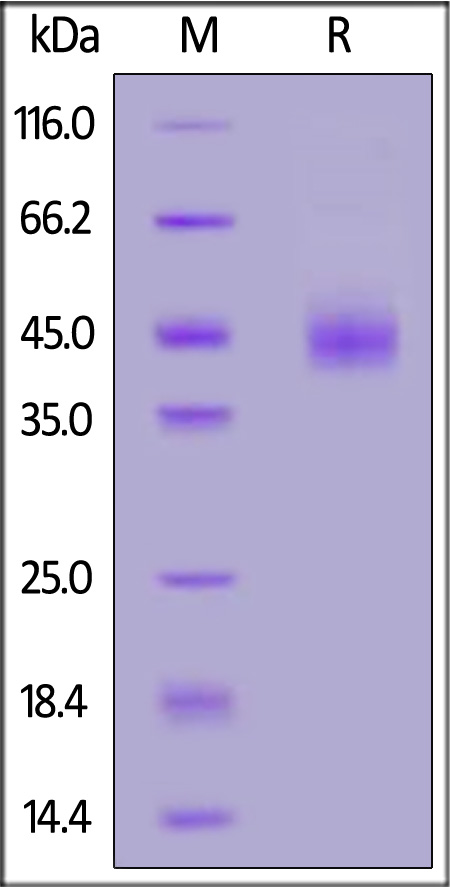 Glycoprotein D (HSV-1) SDS-PAGE