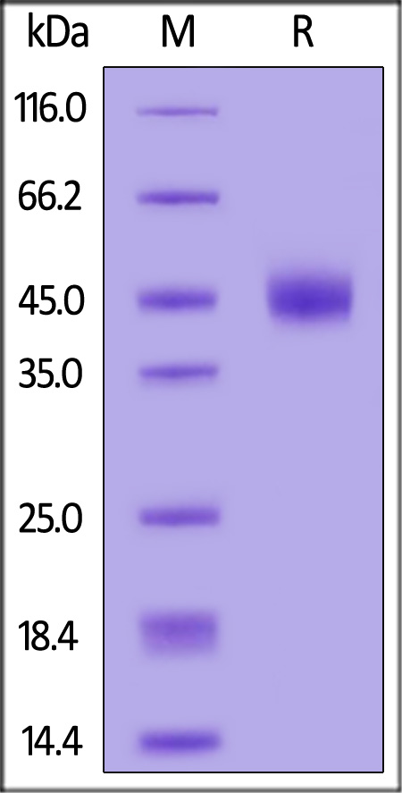 GLD-V52H4-sds