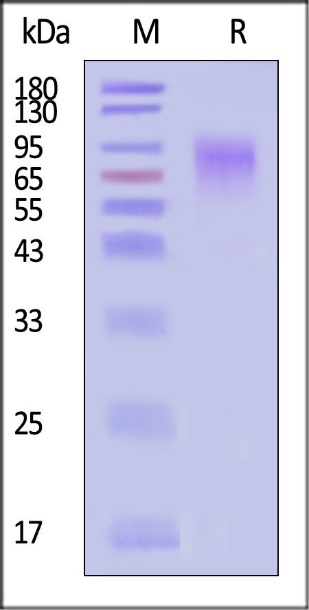 GLN-N52H3-sds