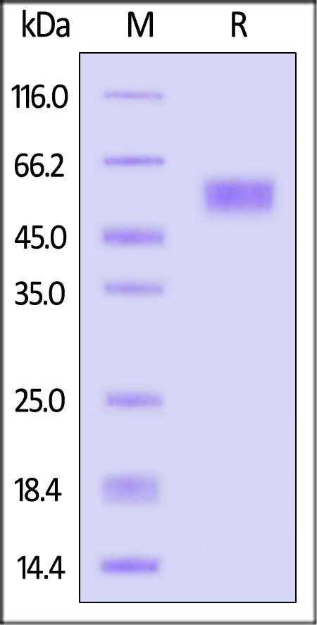 GLP1R SDS-PAGE