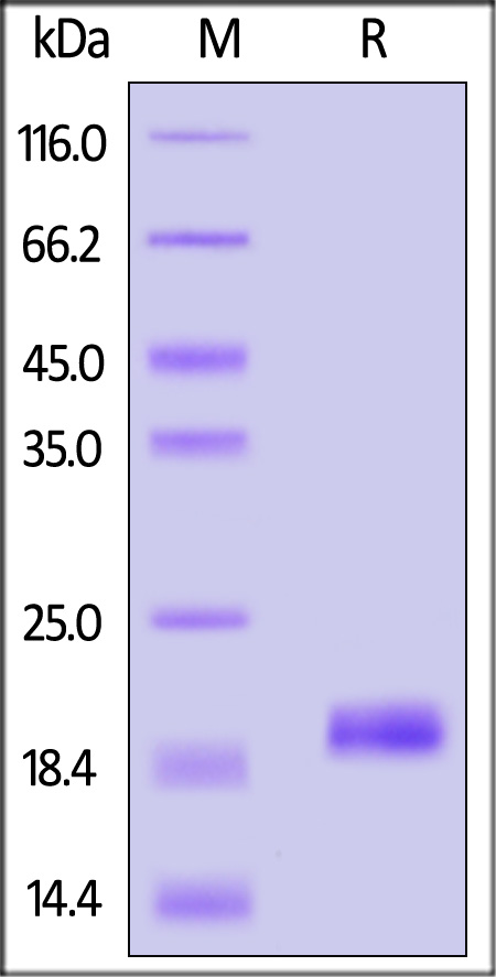 GMA-H5145-sds