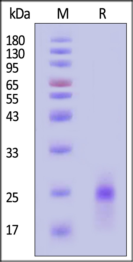 IL-1 beta SDS-PAGE