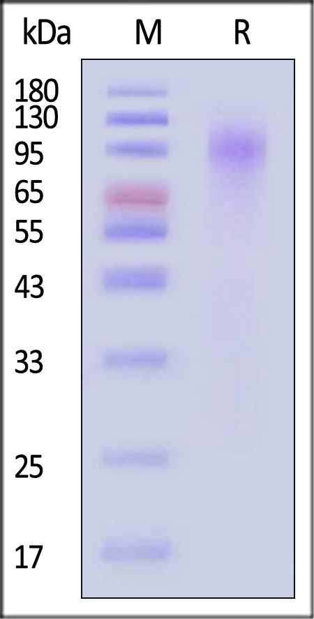 GP0-V182E6-sds